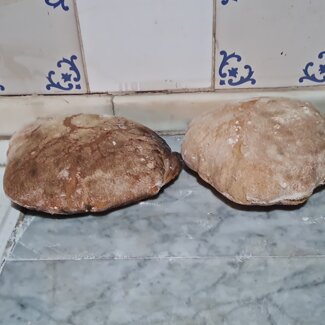 I pani i casa Pane fatto al forno al legna col grano biologico del posto