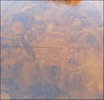 tavolo-ovale-allungabile-in-radica-di-noce-ferrarese