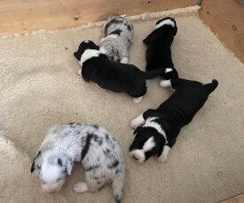 13c9a767513d835b0376f42b033b7ee525528c7c