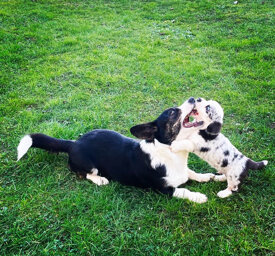 194b83682aace6b33b3480993cadb85502c264aa