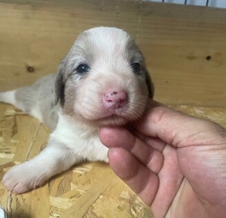 8b86b86315747fe57d0d2783b27af09246ada29a