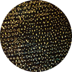 tessuto-lurex-con-paillettes-elastico-h150cm-nero-e-oro