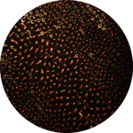 tessuto-lurex-con-paillettes-elastico-h150cm-nero-e-rosso