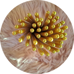 matite-con-semini-fiori-di-farfalle-tappino-giallo-kristal