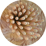 matite-con-semini-fiori-di-farfalle-tappino-rosa-baby