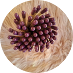 matite-con-semini-fiori-di-farfalle-tappino-glicine