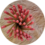 matite-con-semini-fiori-di-farfalle-tappino-fuxia