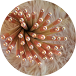 matite-con-semini-fiori-di-farfalle-tappino-rosa-kristal