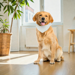 set-composto-da-n5-bandana-sublimabile-38x10-cm-bianca