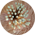 matite-con-semini-fiori-di-farfalle-tappino-bianco