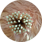 matite-con-semini-fiori-di-farfalle-tappino-bianco-kristal