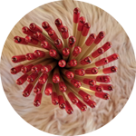 matite-con-semini-fiori-di-farfalle-tappino-rosso-kristal