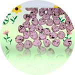 cuore-di-semi-box-escluso-rosa