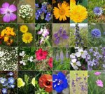 matite-con-semini-fiori-di-farfalle-tappino-bianco-kristal