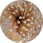 matite-con-semini-fiori-di-farfalle-tappino-rosa-perla