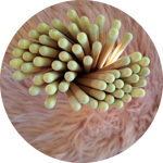 matite-con-semini-fiori-di-farfalle-tappino-giallo-soft