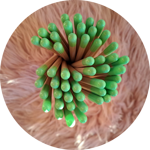 matite-con-semini-fiori-di-farfalle-tappino-verde-erba