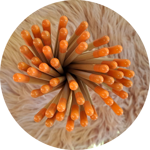 matite-con-semini-fiori-di-farfalle-tappino-arancione