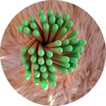 matite-con-semini-fiori-di-farfalle-tappino-verde-lime