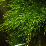 piante-vere-vive-pianta-per-acquario-acqua-dolce-tropicale-muschio-di-java-giava