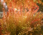 piante-acquario-vere-vive-rosse-pianta-rotala-rotundifolia-x-6-talee-rapida