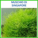 piante-vere-vive-pianta-per-acquario-acqua-dolce-tropicale-muschio-di-singapore