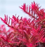 pianta-piante-per-acquario-dolce-vive-vere-rotala-vietnam-hrah-n-6-talee-rosse