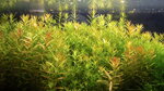 piante-acquario-vere-vive-rosse-pianta-rotala-rotundifolia-x-6-talee-rapida