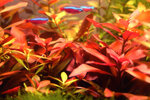 pianta-piante-per-acquario-vive-vere-acqua-dolce-rosse-ludwigia-6-x-talee-mature