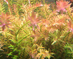 piante-acquario-vere-vive-rosse-pianta-rotala-rotundifolia-x-6-talee-rapida