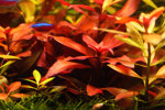 pianta-piante-per-acquario-vive-vere-acqua-dolce-rosse-ludwigia-6-x-talee-mature