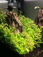 pianta-piante-acquario-dolce-piante-vere-piante-vive-higrophila-x-6-talee-rapida