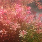 piante-acquario-vere-vive-rosse-pianta-rotala-rotundifolia-x-6-talee-rapida
