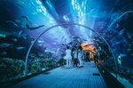 biglietti-per-dubai-aquarium