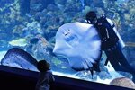 biglietti-per-dubai-aquarium