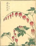 kitao-shigemasa-giappone-1739-1820-dicentra-spectabilis