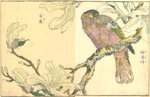 kitao-shigemasa-giappone-1739-1820-uccello-su-un-ramo-di-magnolia