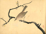takeuchi-seiho-giappone-1864-1942-usignolo-su-un-ramo-di-pruno