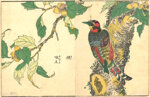 kitao-shigemasa-giappone-1739-1820-picchio-su-un-ramo