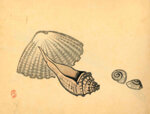 takeuchi-seiho-giappone-1864-1942-kai-conchiglie