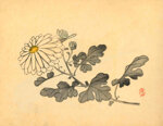 takeuchi-seiho-giappone-1864-1942-kiku-crisantemo