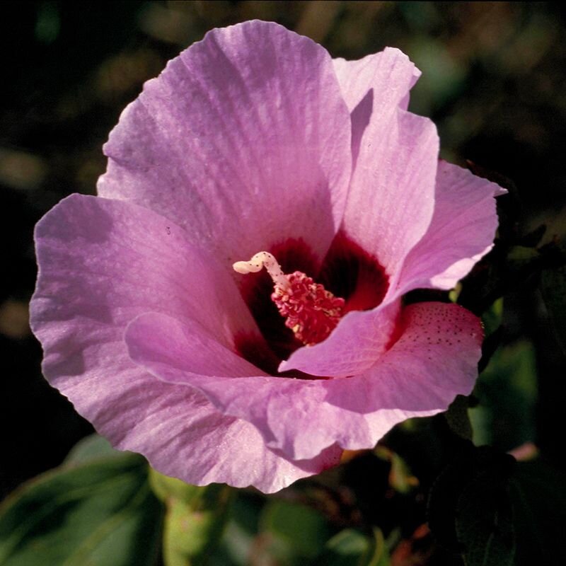Sturt Desert Rose Sturt Desert Rose, fiore australiano per combattere il senso di colpa, foto.