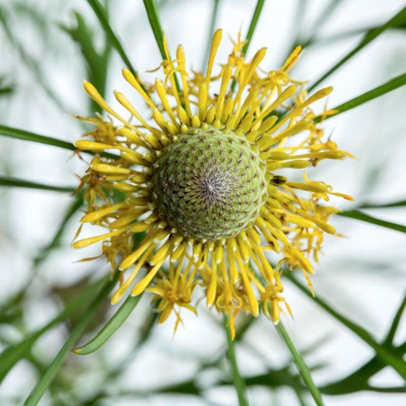 Isopogon Isopogon, fiore australiano per la memoria, foto.