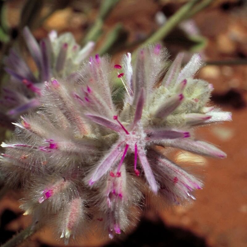 Pink Mulla Mulla Pink Mulla Mulla, fiore australiano per le ferite antiche, foto.