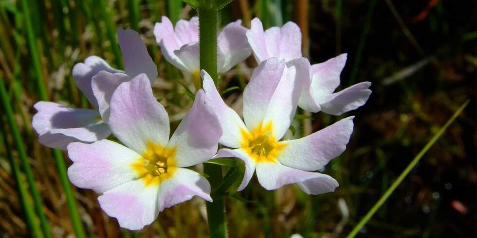 Fiore di Bach Water Violet per chi si isola per orgoglio, foto.