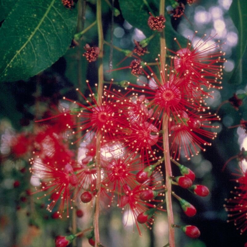 Freshwater Mangrove Freshwater Mangrove, fiore australiano per essere liberi dai pregiudizi, foto.