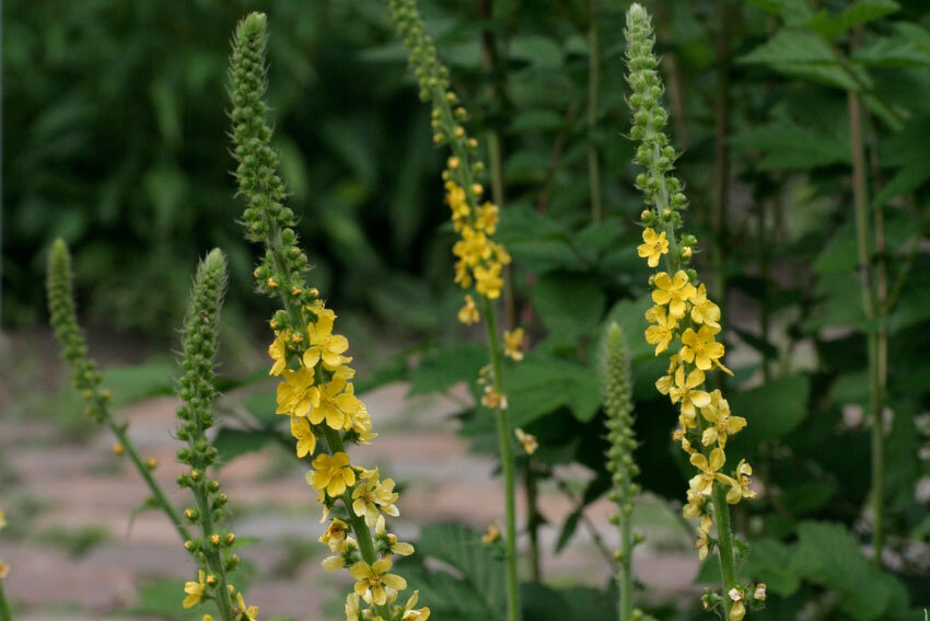 Agrimony