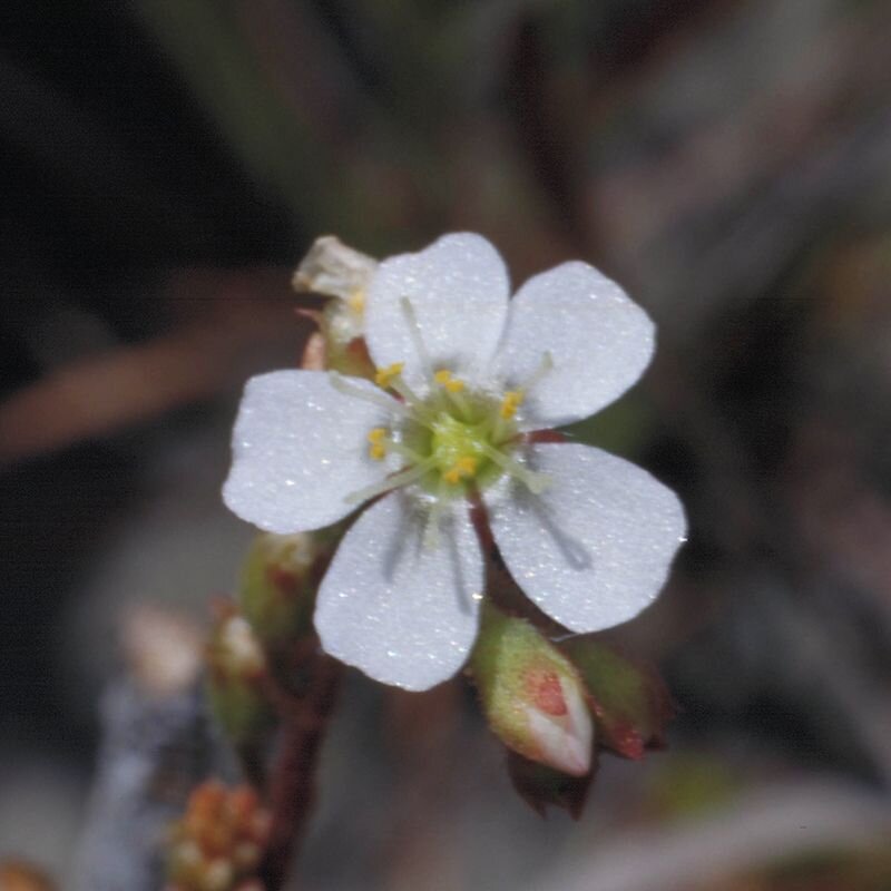 Sundew Sundew, fiore australiano per agevolare il radicamento, foto.