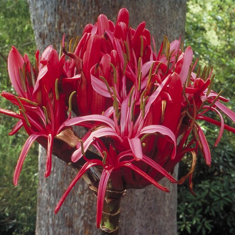 Gymea Lily, fiore australiano della gentilezza verso l'altro, foto.