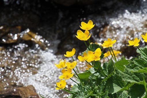 Mimulus